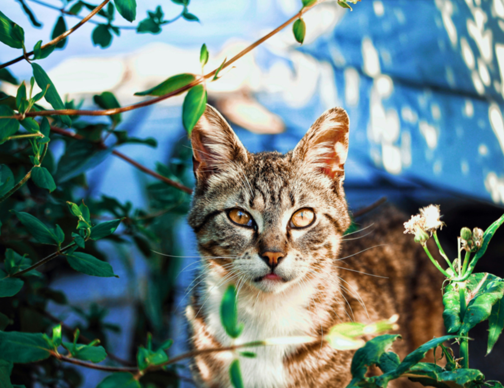 Gatto in posa