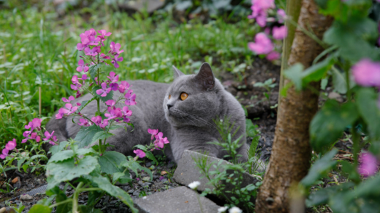 Gatto e fiori