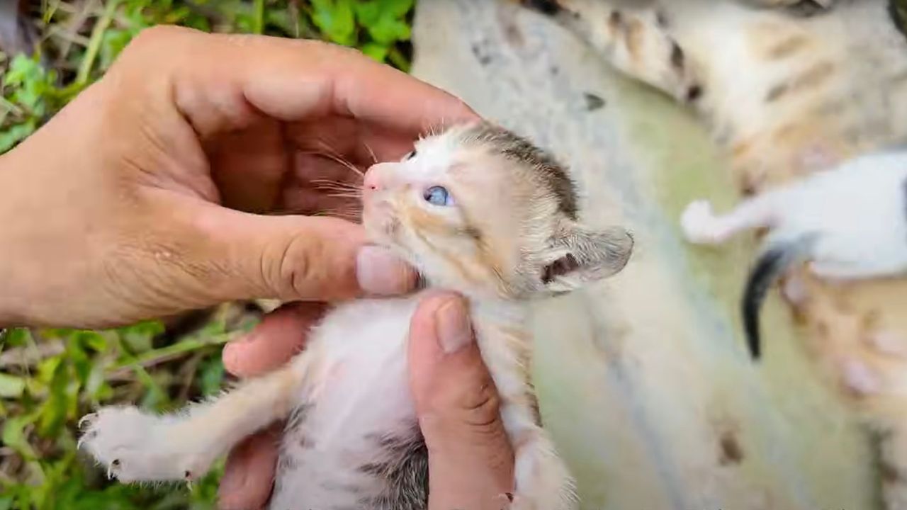 Cucciolo di gatto