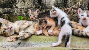 Mamma gatta e i suoi gattini non si muovevano più e soffrivano: li hanno salvati per miracolo – Video