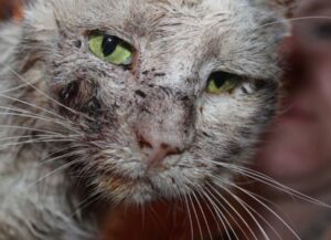 Non se lo meritava, i ragazzini continuavano a fare del male al gatto, nell’indifferenza e ridendo senza pietà