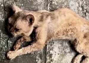 Per via della fame e della sete il gatto perdeva energia giorno dopo giorno: stava scomparendo tra l’indifferenza di tutti