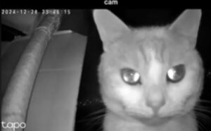 La donna controlla il suo gatto con la PetCam, ma quello che vede la fa subito correre a casa (VIDEO)