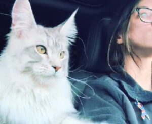 Più obbediente di un cane: il Maine Coon esegue il comando “fermo” e lascia tutti senza fiato