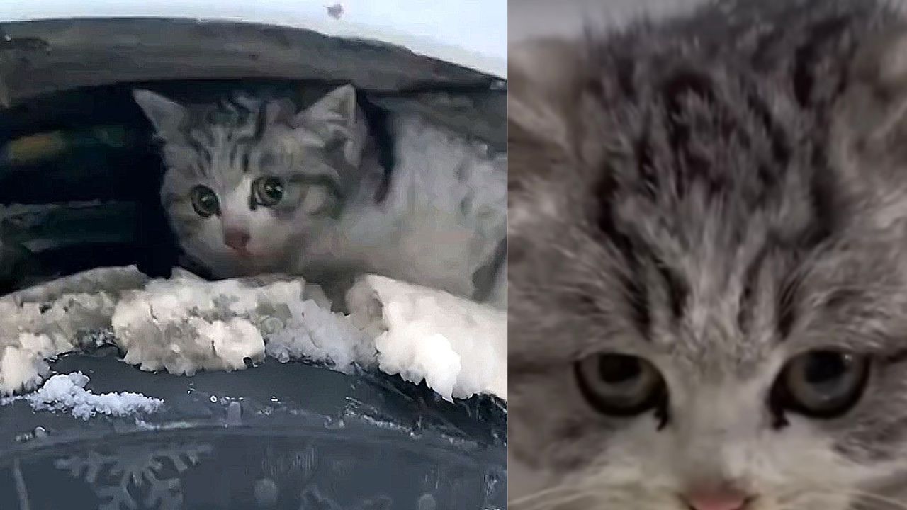 Gatto randagio abbandonato a sé stesso