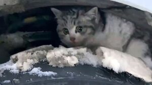 Quasi congelato, la povera gattina randagia continuava a stare sotto l’auto pur di riscaldarsi – Video