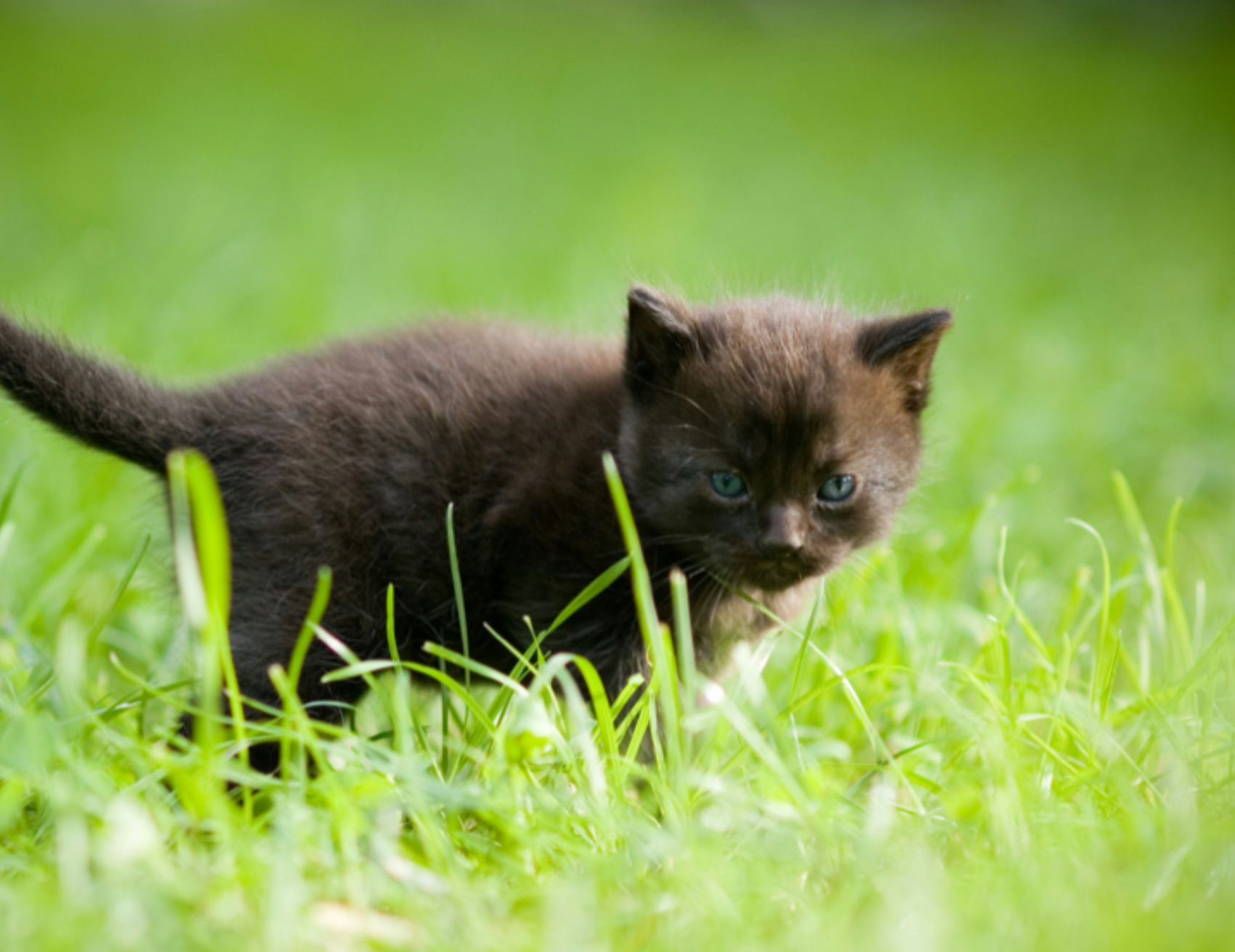 Gatto nel verde