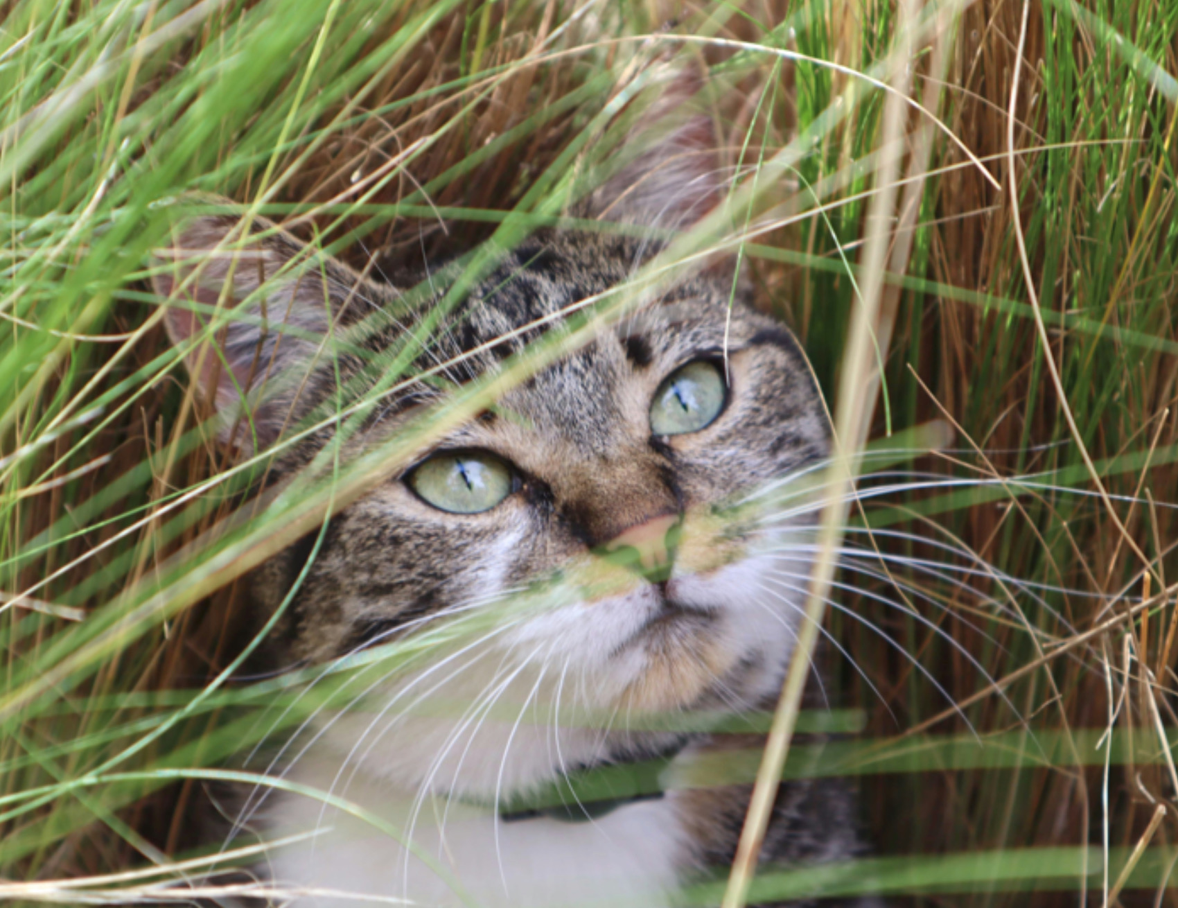 Gatto nell’erba