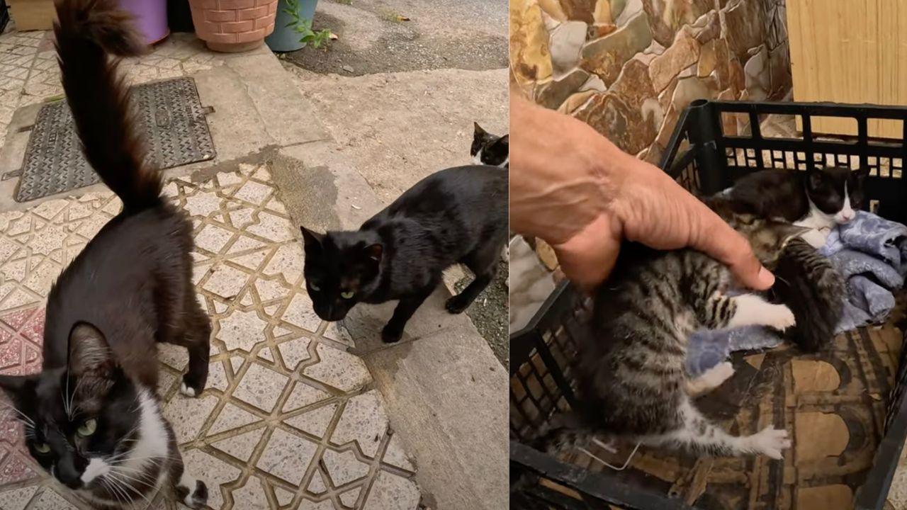 Gatti randagi vengono salvati dalla strada