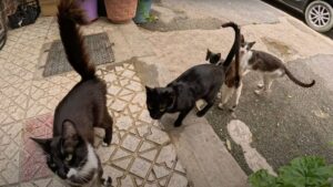 Questi gatti randagi hanno trovato degli angeli: si prenderanno per sempre cura dei loro gattini – Video