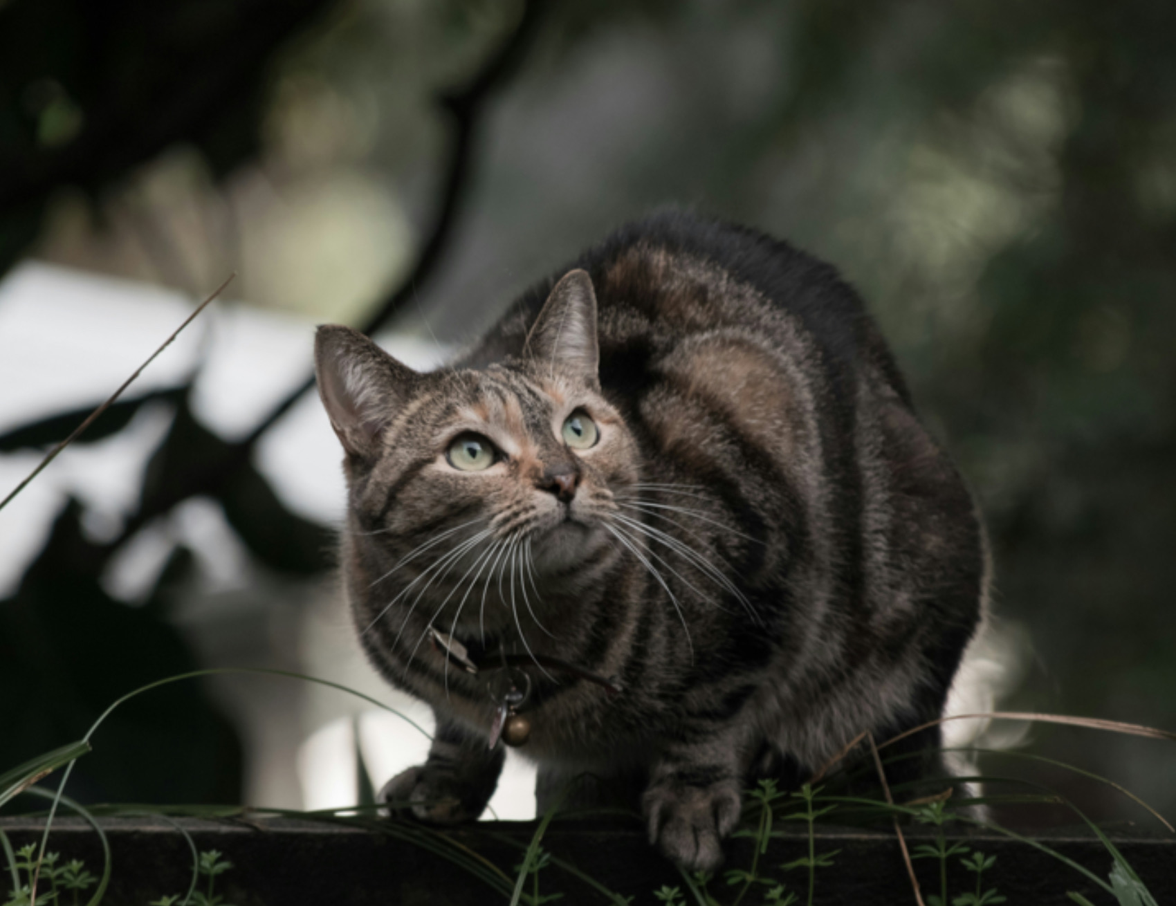 Gatto guarda in alto