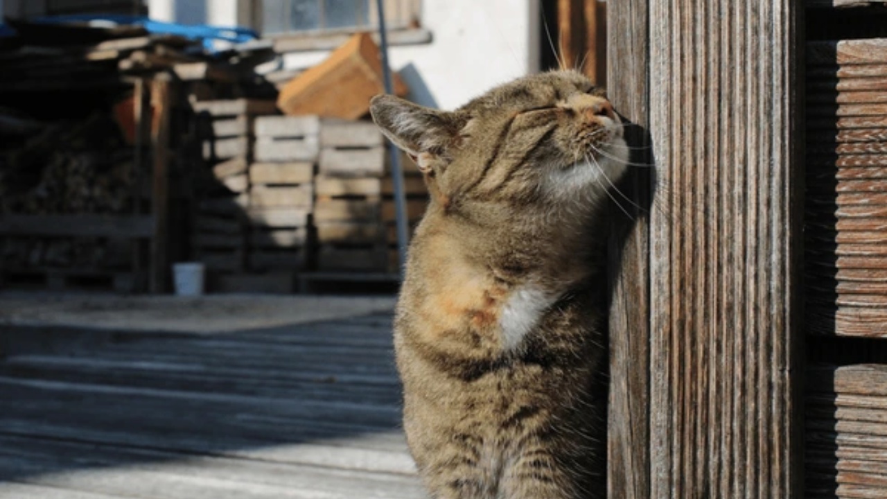 perché i gatti strofinano il muso negli angoli