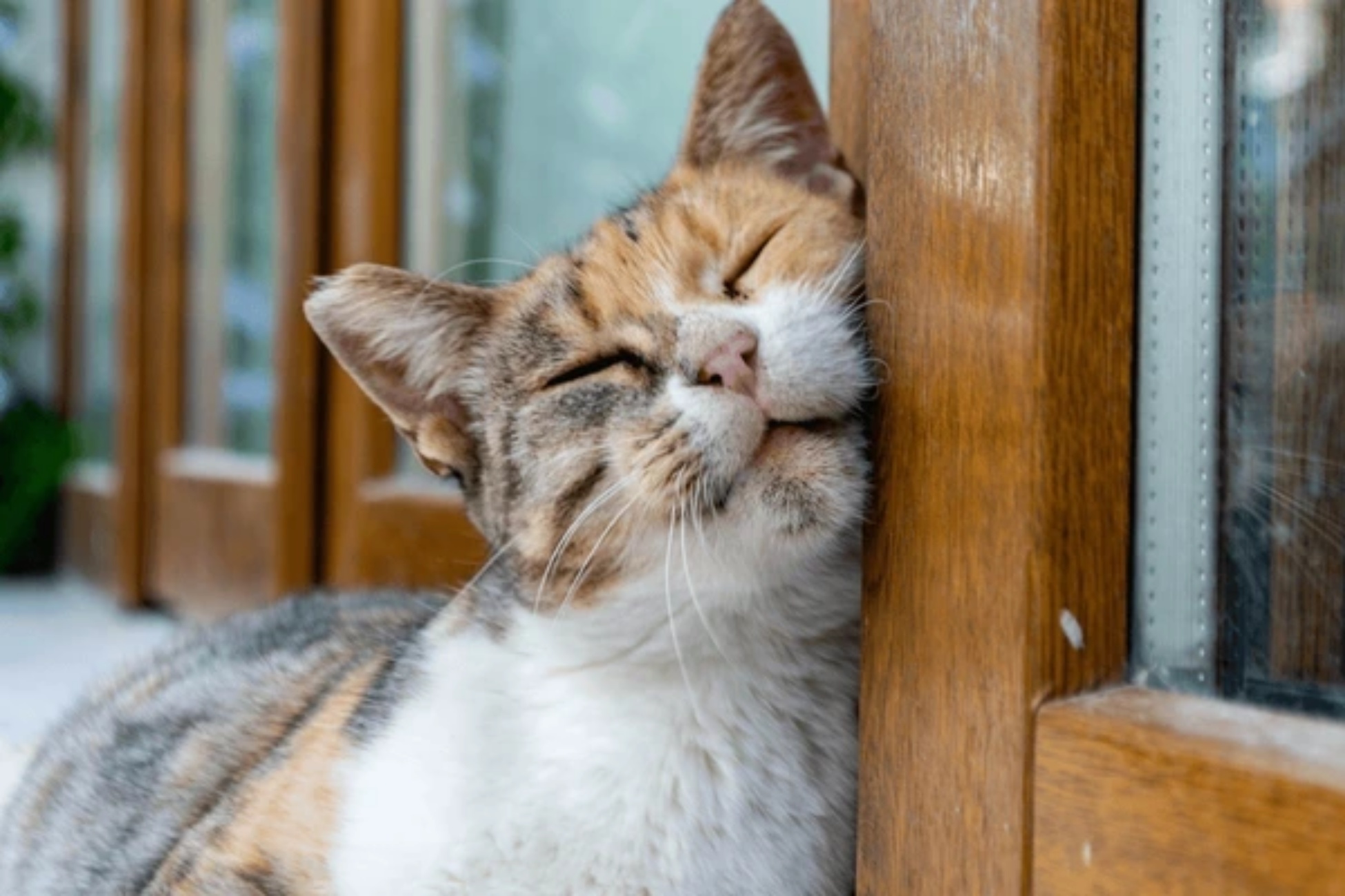 gatti strofinano musetto angoli della casa