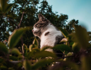 San Valentino è un giorno romantico, ma sapevi che il 17 febbraio sarà un giorno speciale per il tuo gatto?