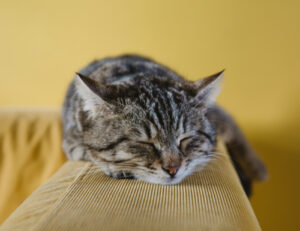 Sì, questi sono i motivi per cui ogni tanto il tuo gatto si contorce nel sonno