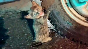 Sta aggrappato alla ruota di una macchina pur di ripararsi: la gattina miagolava disperata – Video