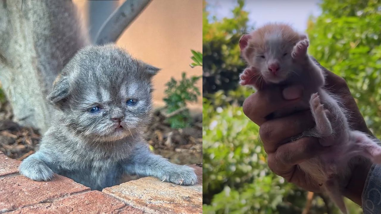 Gattino senza famiglia