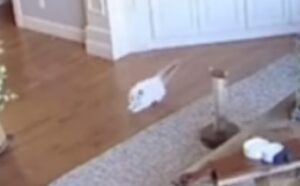 Un momento che lascia senza fiato: la petcam mostra il lancio dal secondo piano di questo gattino