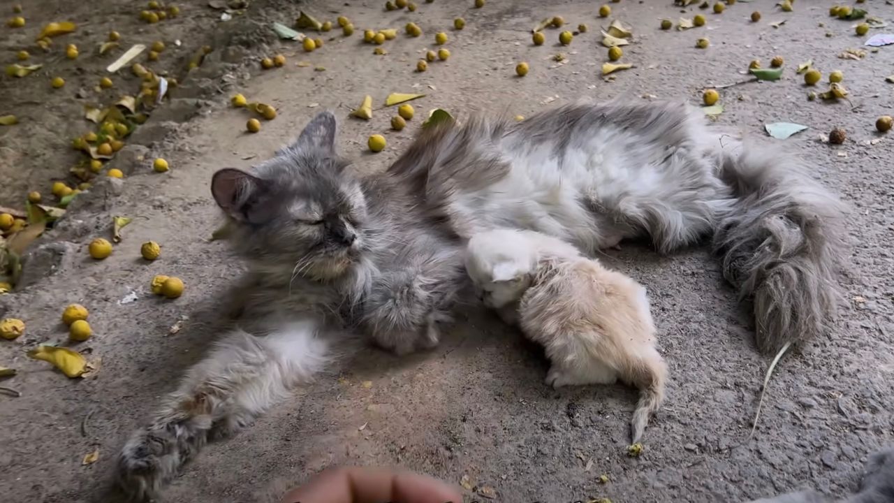 Gattini in compagnia della mamma