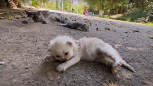 Un uomo voleva aiutare mamma gatta e i suoi gattini, ma quello che è successo dopo è stato incredibile – Video