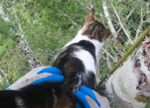 Una coppia le prova tutte per salvare il suo gatto, rimasto due giorni su un albero dopo essersi arrampicato