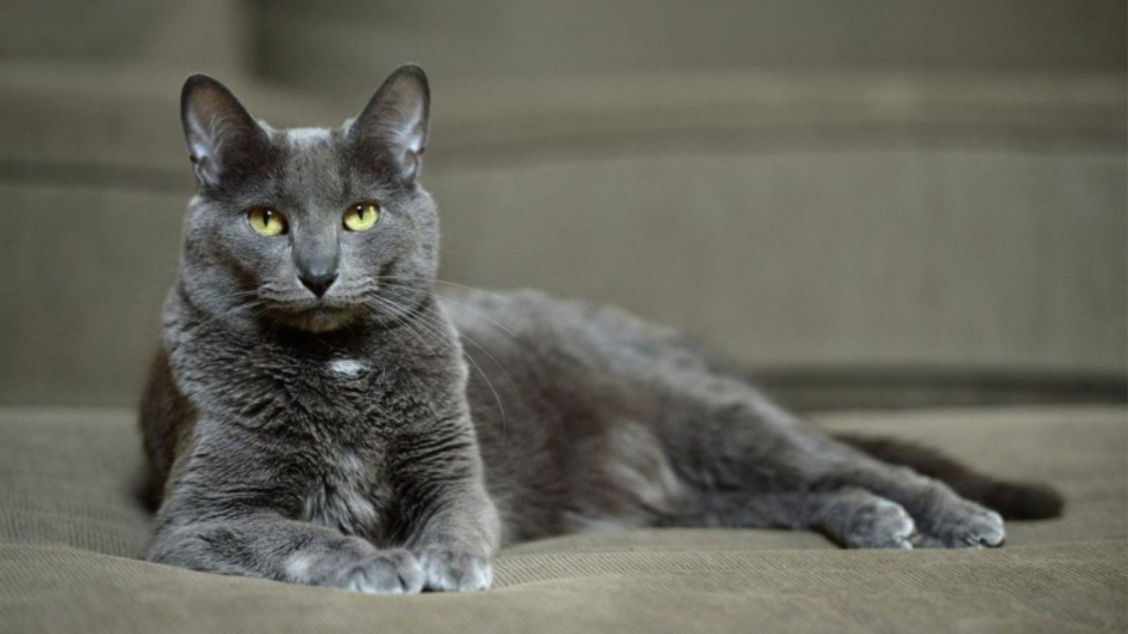 gatto dal veterinario per stress