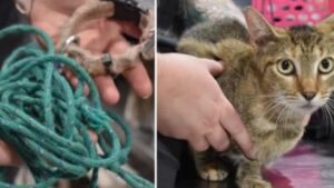 Hanno legato questo gatto vicino a una stazione di servizio: poi ha scoperto cos’è davvero la gentilezza