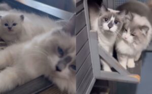 Il Ragdoll “ruba” un compagno di coccole e lo rapisce per una sessione di pura tenerezza (VIDEO)