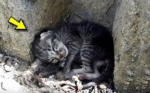 Il gattino tutto solo dormiva per strada: mentre nessuno gli dava attenzioni, lui sognava una casa calda (VIDEO)