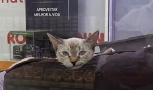 Il gatto a tre zampe con il muso storto che nessuno vuole: la storia di Olivia