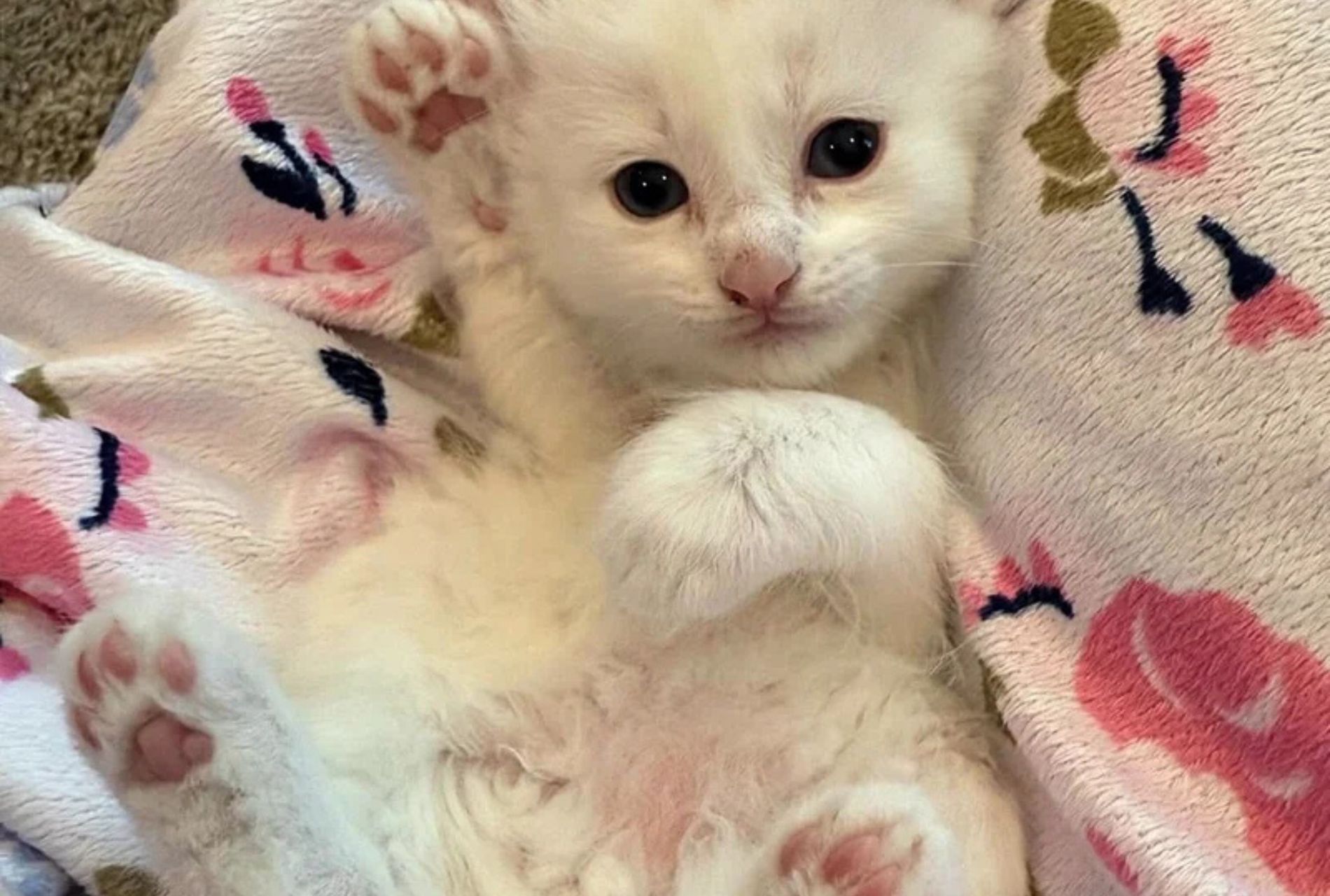 gatto bianco con eterocromia