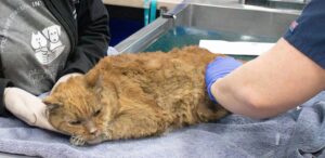 Gatto con ustioni sul corpo salvato in un incendio in California