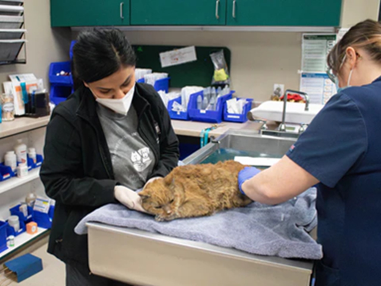 Gatto ustionato dal veterinario