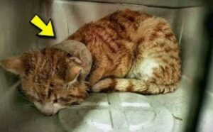 Intrappolato nel modo peggiore, questo povero gatto dolorante non aveva più alcuna fiducia negli esseri umani