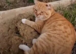 Gatto Hachiko veglia per sette anni sulla tomba del proprietario