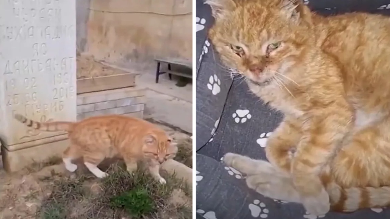 Gatto al cimitero