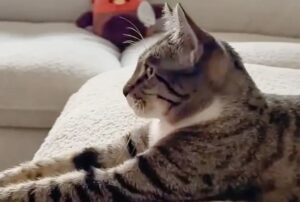 Questo gatto decide di restare in una caserma dei pompieri, chiedendo attenzione a tutti finché non ottiene ciò che vuole