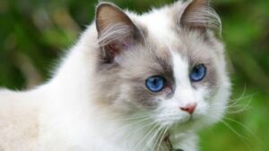 La preziosa e dolce mamma gatta Ragdoll miagola con orgoglio, mostrando i suoi gattini alla sua padrona