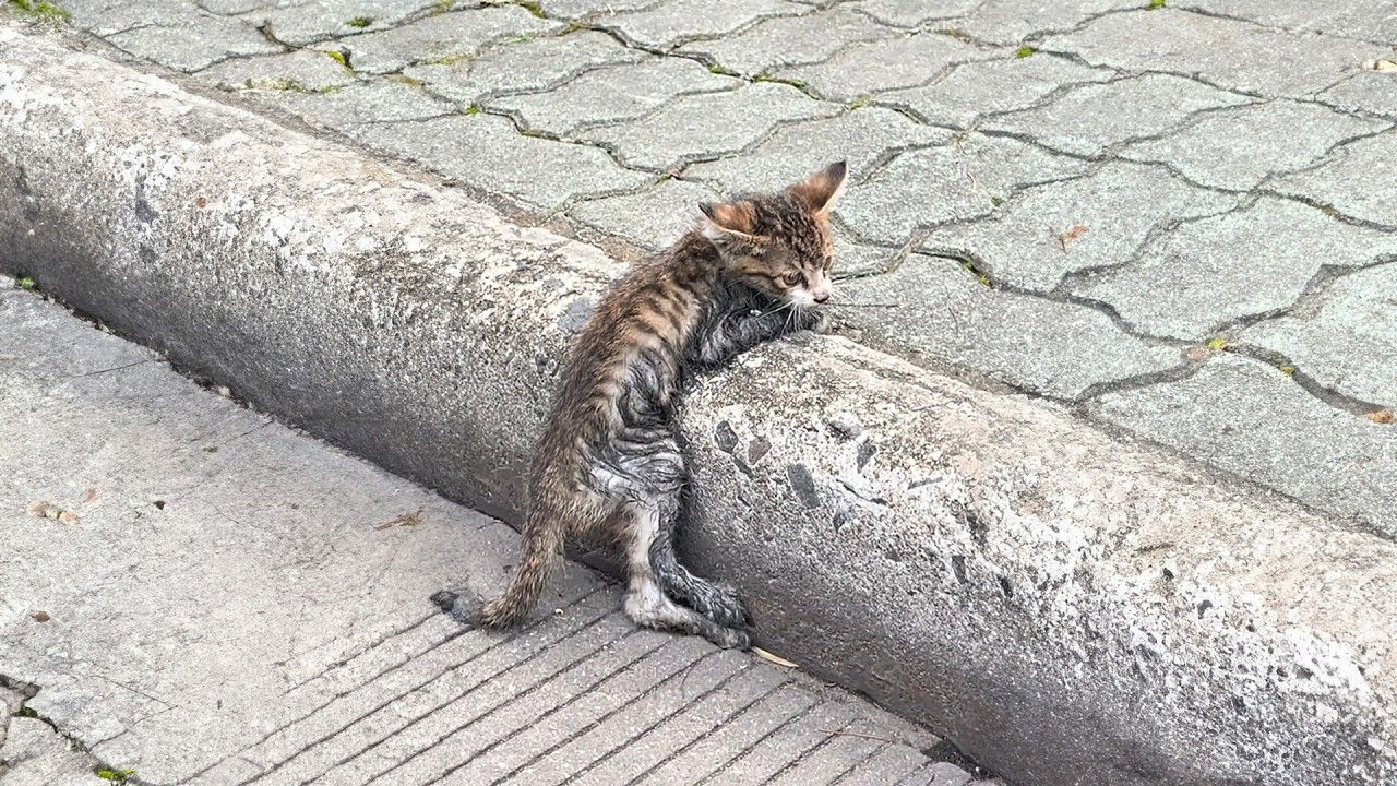 gatto in strada