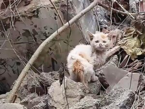 Fermo tra le macerie, il gatto ferito implora un uomo di dargli qualcosa da mangiare prima che sia troppo tardi