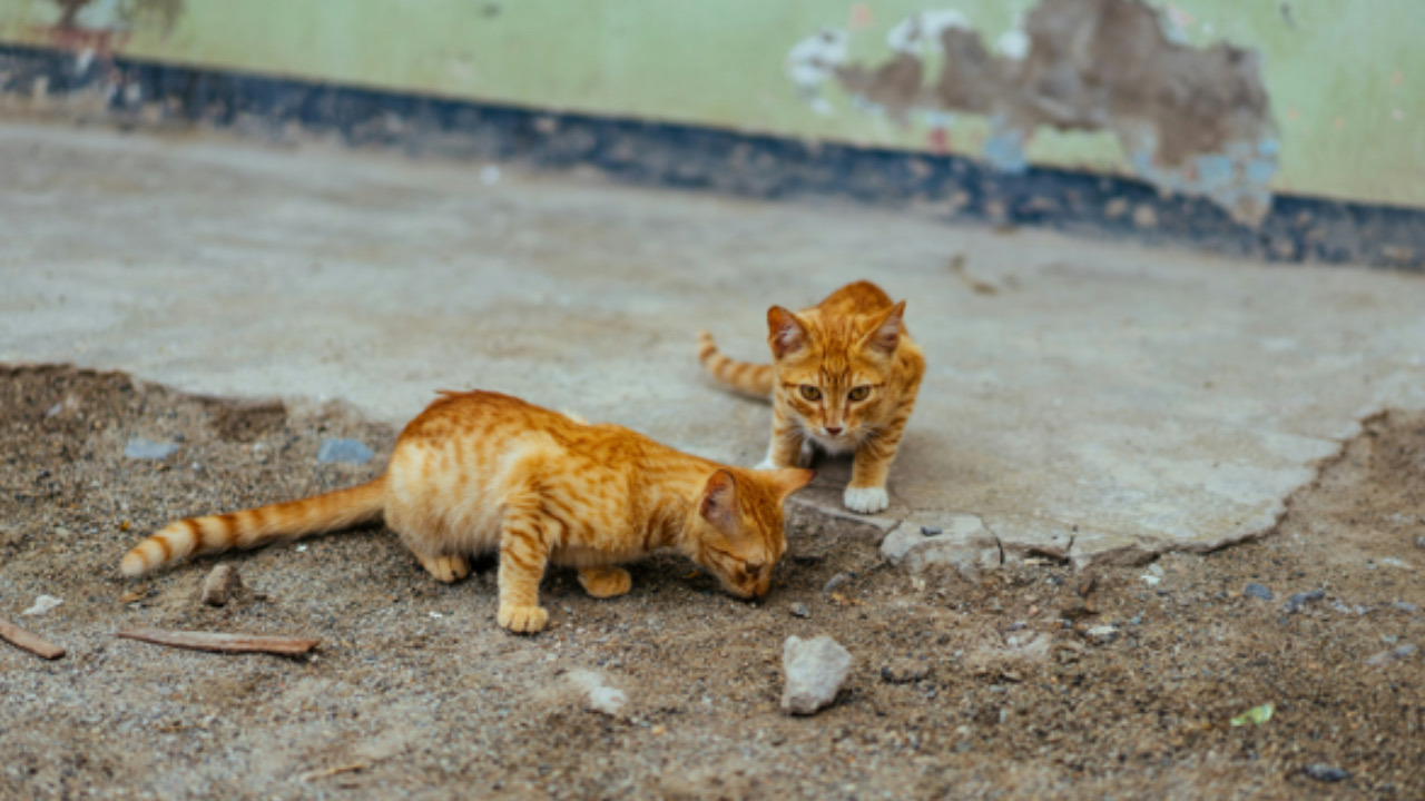 Due gatti guardano il sasso