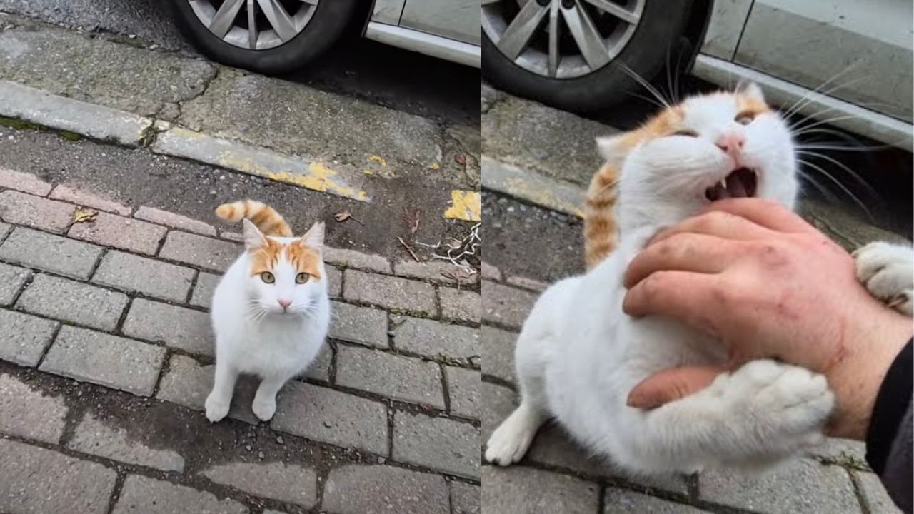 Gatto randagio bicolore prega assistenza