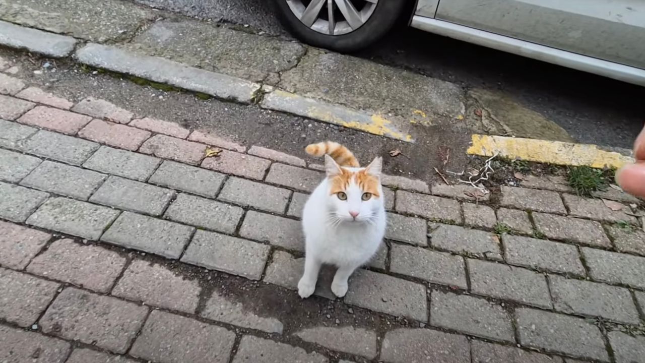 Gatto randagio bicolore