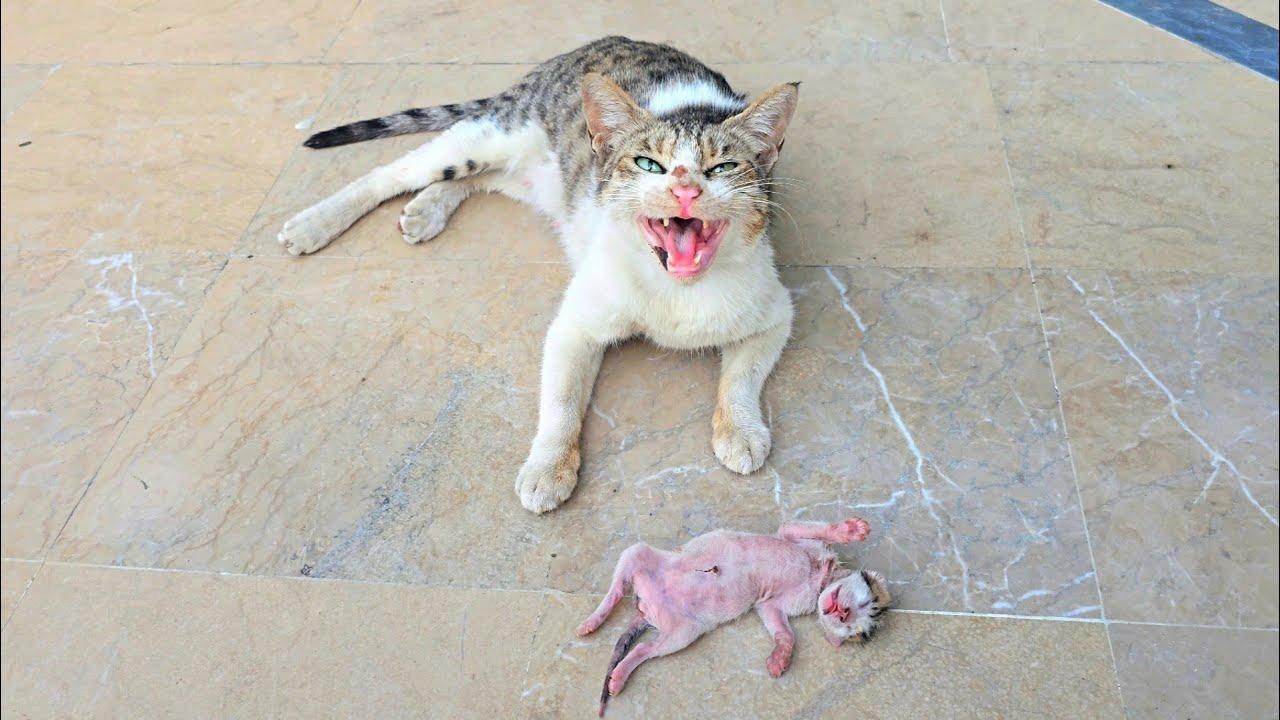 mamma gatta chiede aiuto per il suo gattino