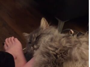 La Maine Coon che ha passato tutta la sua vita in gabbia si scioglie quando è finalmente tra le braccia della sua soccorritrice