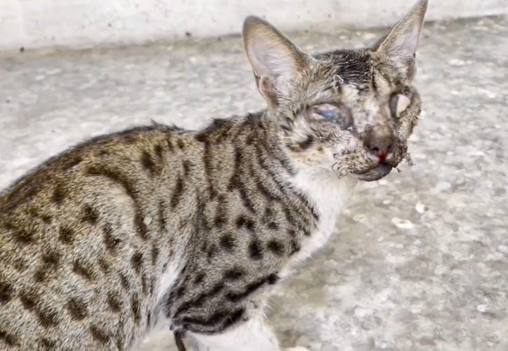 gatto con infezione agli occhi