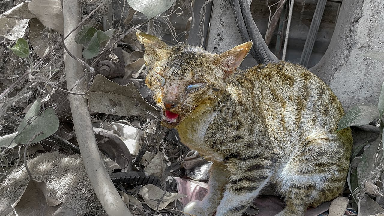 salvato gatto con gravissima infezione agli occhi