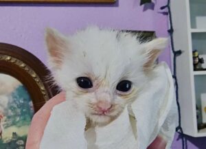 Questa gattina imbronciata è riuscita a farsi amare così tanto che è diventata un fenomeno a dir poco virale