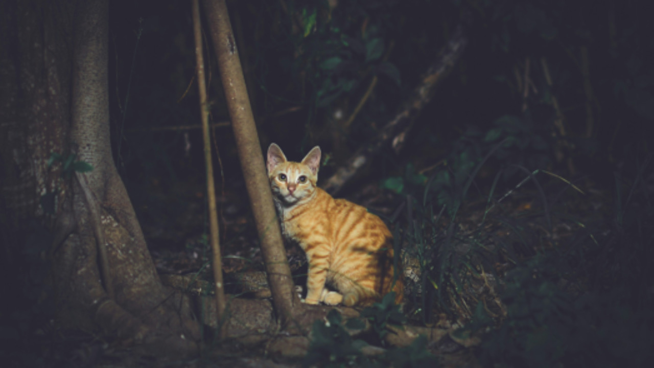 Gatto vicino l’albero