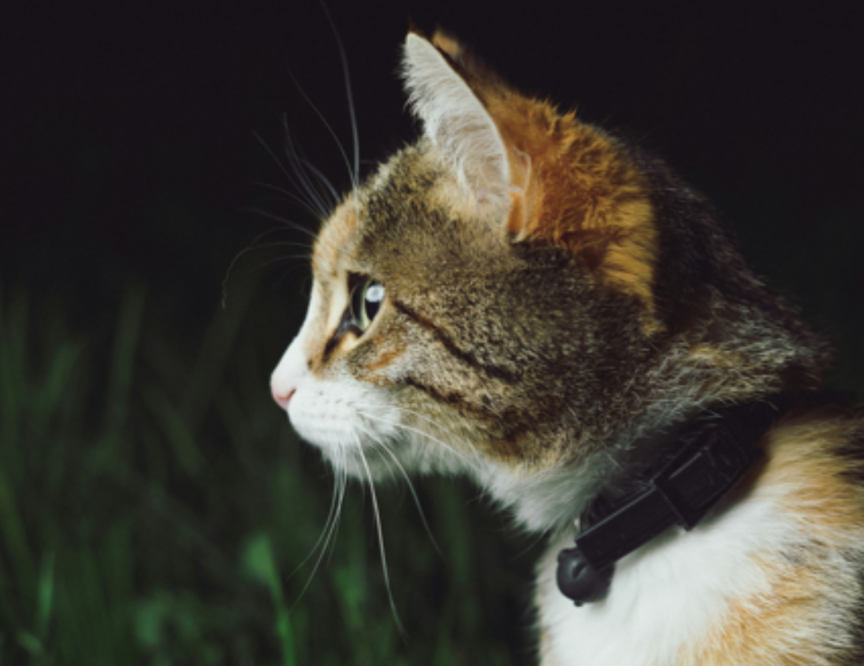 Gatto guarda avanti